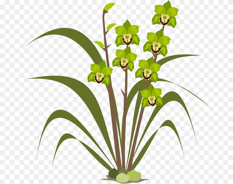 Orchid Flower Clipart, Flower Arrangement, Plant Png