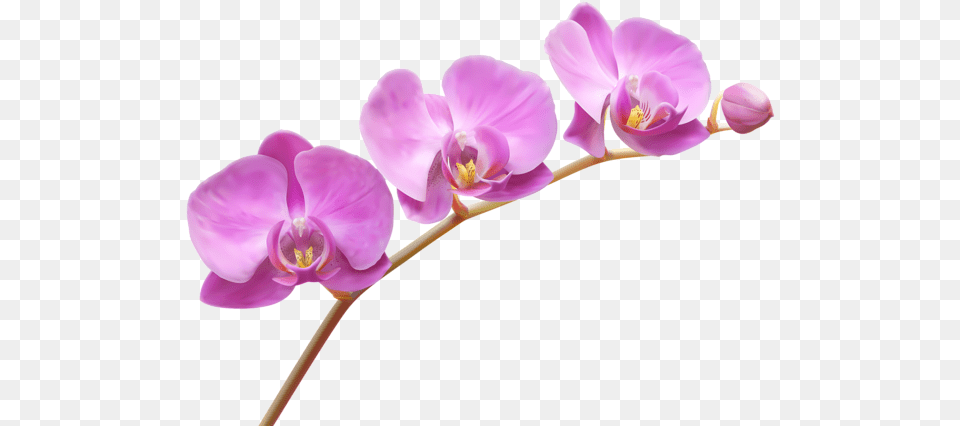 Orchid Flower Clipart Download Orchids, Plant Png Image