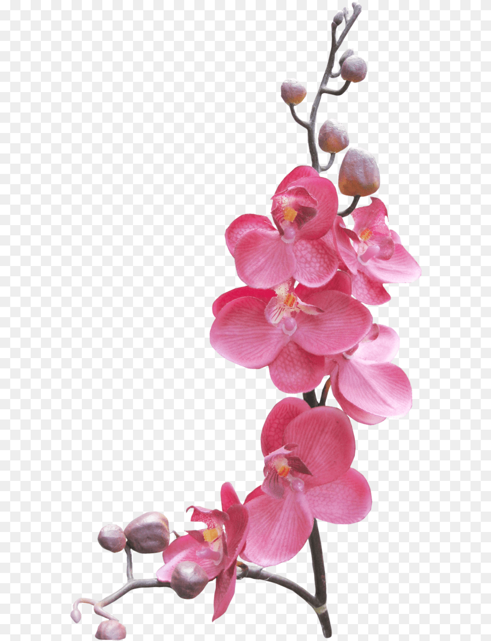 Orchid Flower Frame, Petal, Plant, Geranium Free Transparent Png