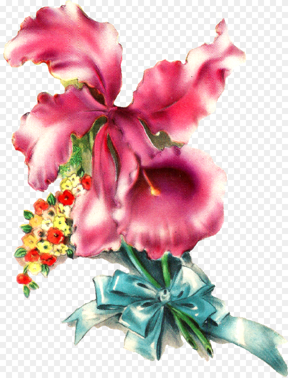 Orchid Flower Image Illustration Botanical Art Desert Rose, Flower Arrangement, Petal, Plant, Flower Bouquet Free Png Download