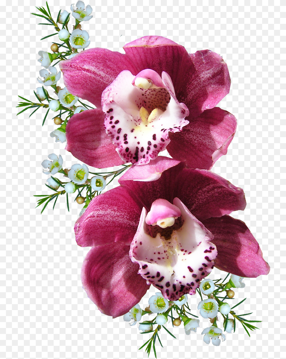 Orchid Flower Purepng Transparent Cc0 Background Flower Transparent Orchid, Petal, Plant, Flower Arrangement, Flower Bouquet Free Png Download