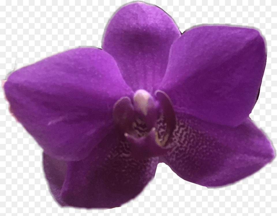 Orchid Flower Purple Ftestickers Spring April Orquid Purple, Plant, Rose Png Image