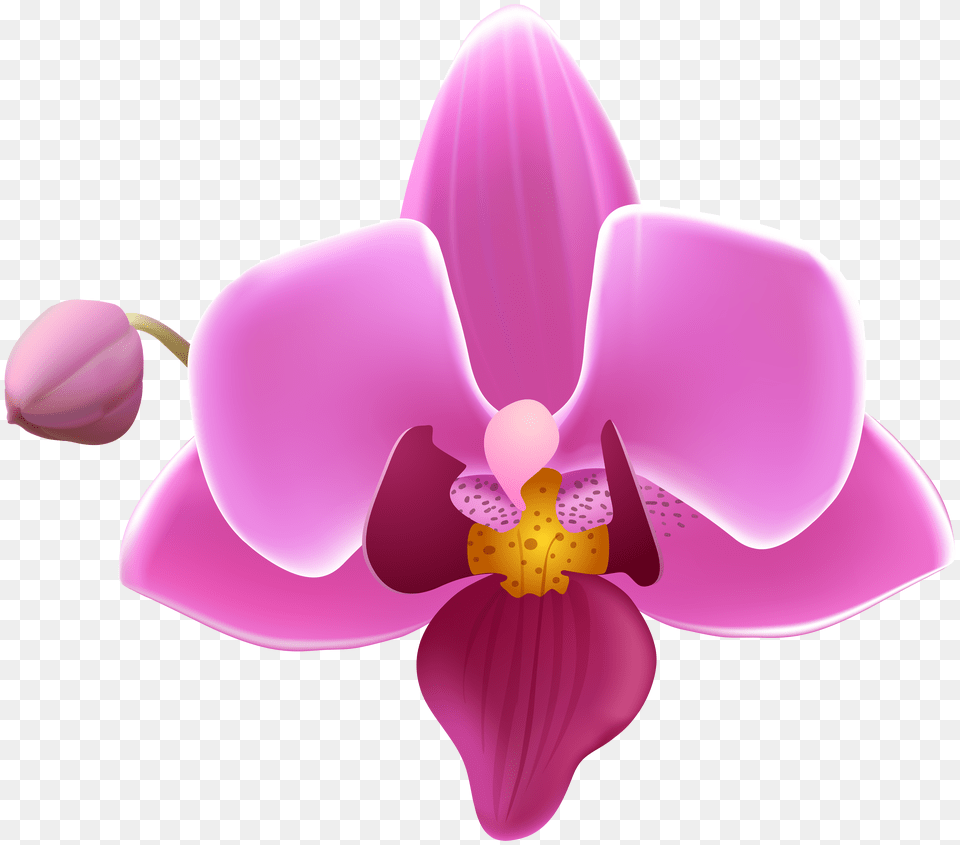 Orchid Flower Free Transparent Png