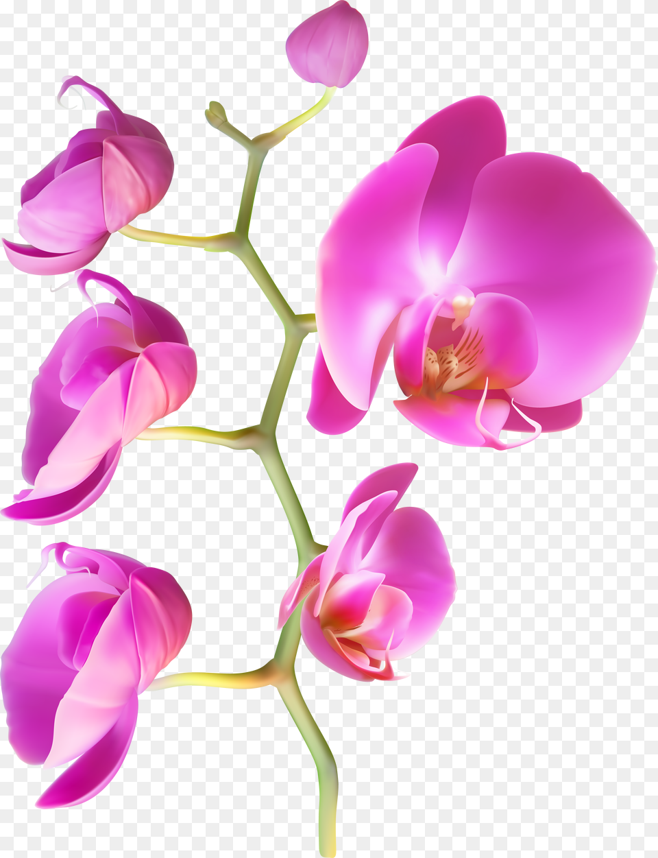 Orchid Flowers Free Png