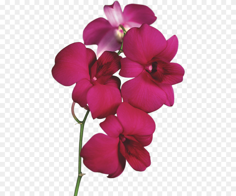 Orchid Flowers Clipart, Flower, Geranium, Plant, Petal Png Image