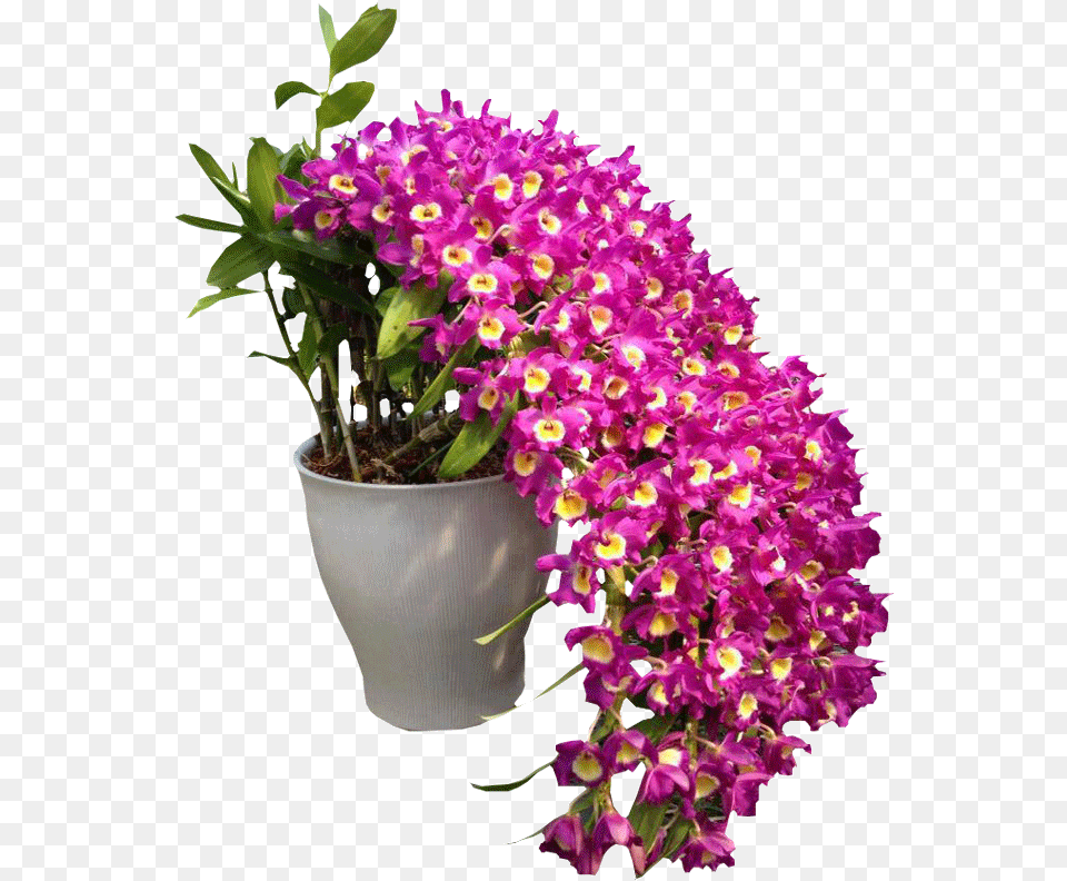 Orchid Flowers Garden, Flower, Flower Arrangement, Flower Bouquet, Plant Png Image