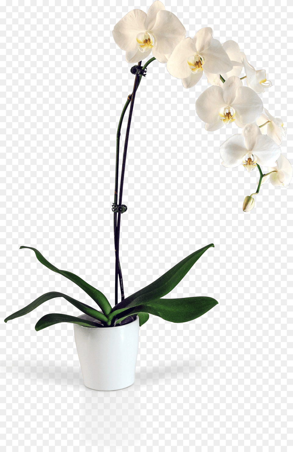 Orchid Flowers Transparent Orchid Pot, Flower, Flower Arrangement, Plant, Ikebana Free Png