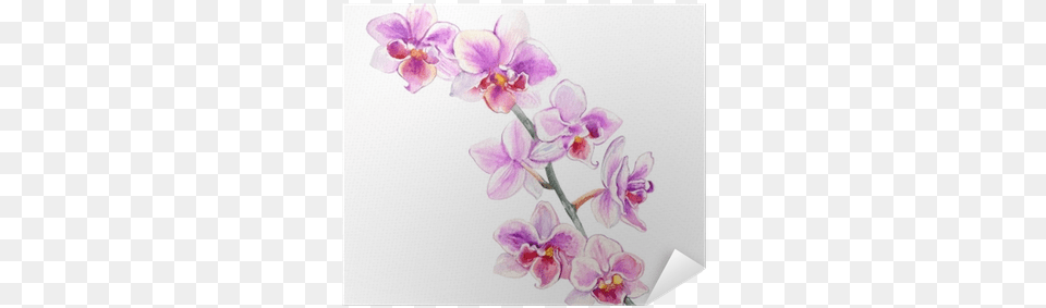 Orchid Flowers Watercolor Hand Drawn Botanical Illustration Orchidea Disegnata, Flower, Plant Free Png Download