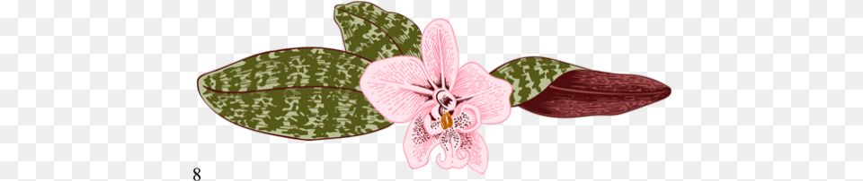 Orchid House Moth Orchid, Anther, Flower, Plant, Petal Free Png