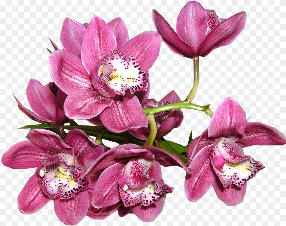 Orchid Image Anggrek, Flower, Plant, Petal Png