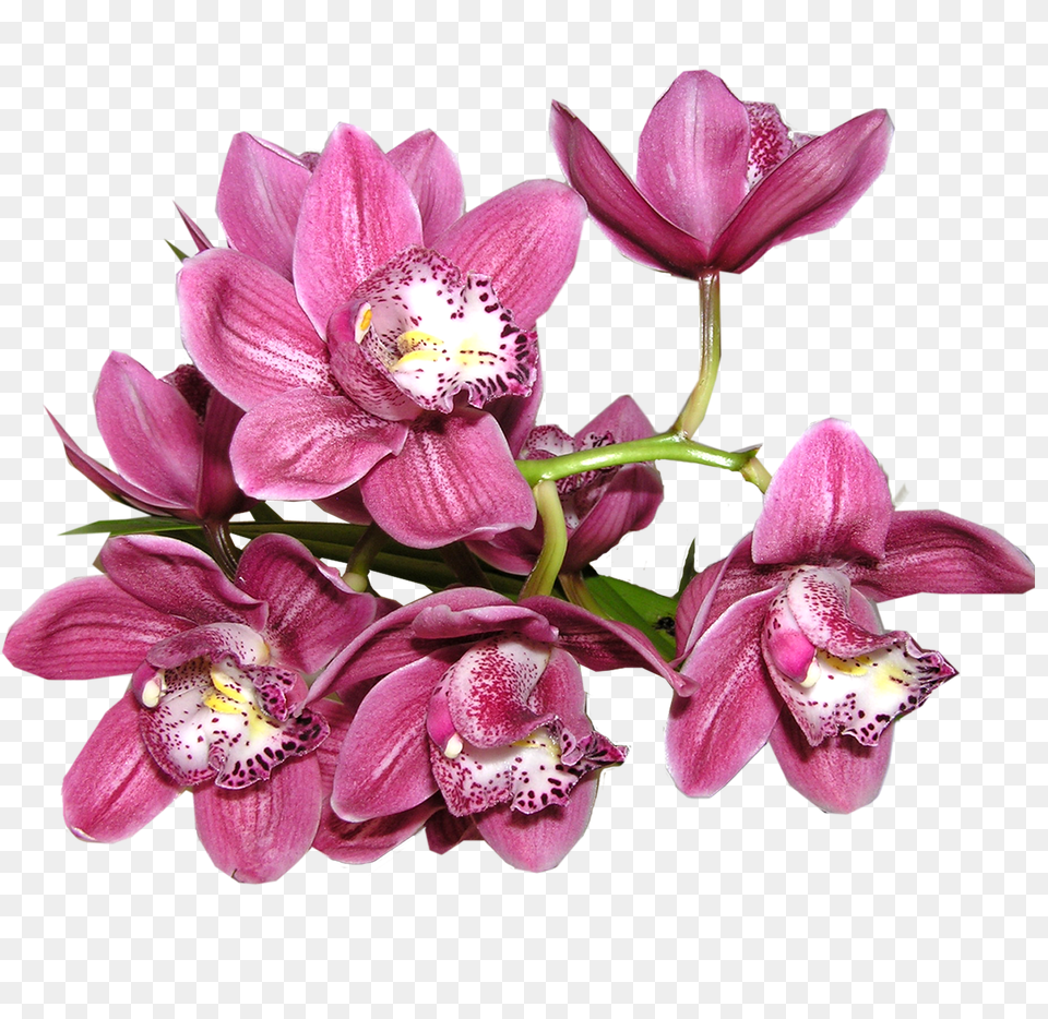 Orchid Image Orchid Flower, Plant, Flower Arrangement, Flower Bouquet Free Png