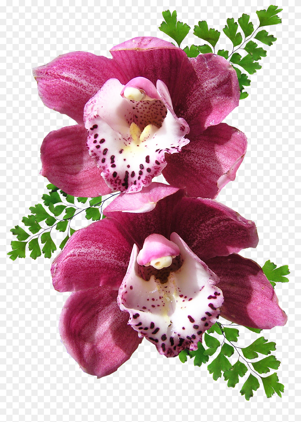 Orchid Image Orchid No Background, Flower, Plant, Petal, Rose Free Png Download