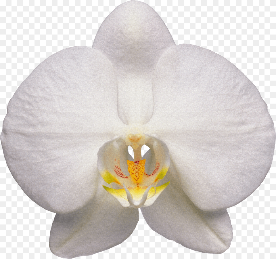 Orchid Image Orchid White Free Png