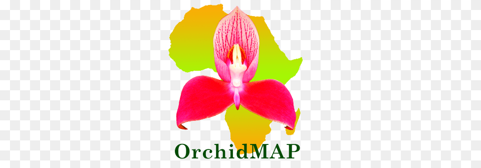 Orchid Map, Flower, Petal, Plant, Nature Free Png Download