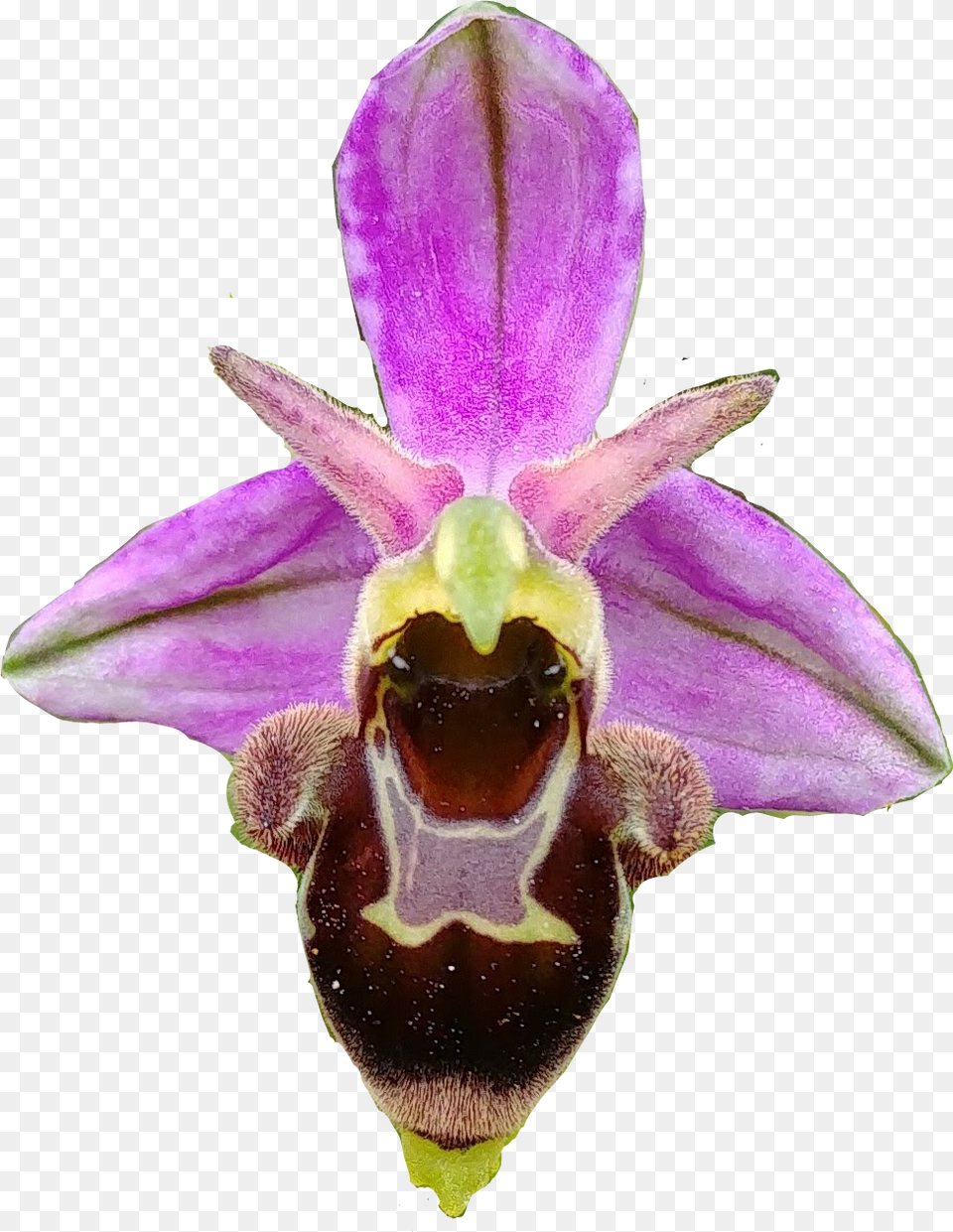 Orchid Orchids Orquidea Orquideas Fly Orchid, Flower, Petal, Plant, Iris Free Png Download