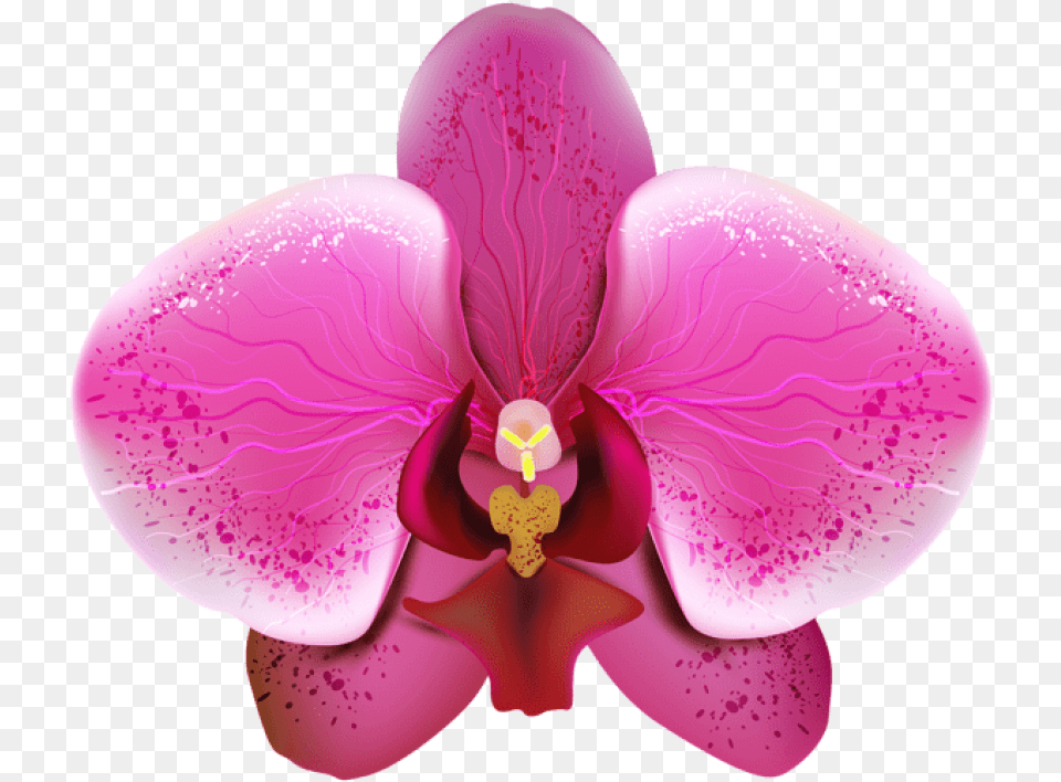 Orchid Orquidea, Flower, Plant, Petal Png Image