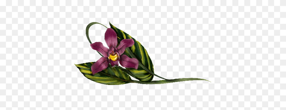 Orchid Paintings Illustrations And Designs For Wedding, Flower, Plant, Flower Arrangement Png