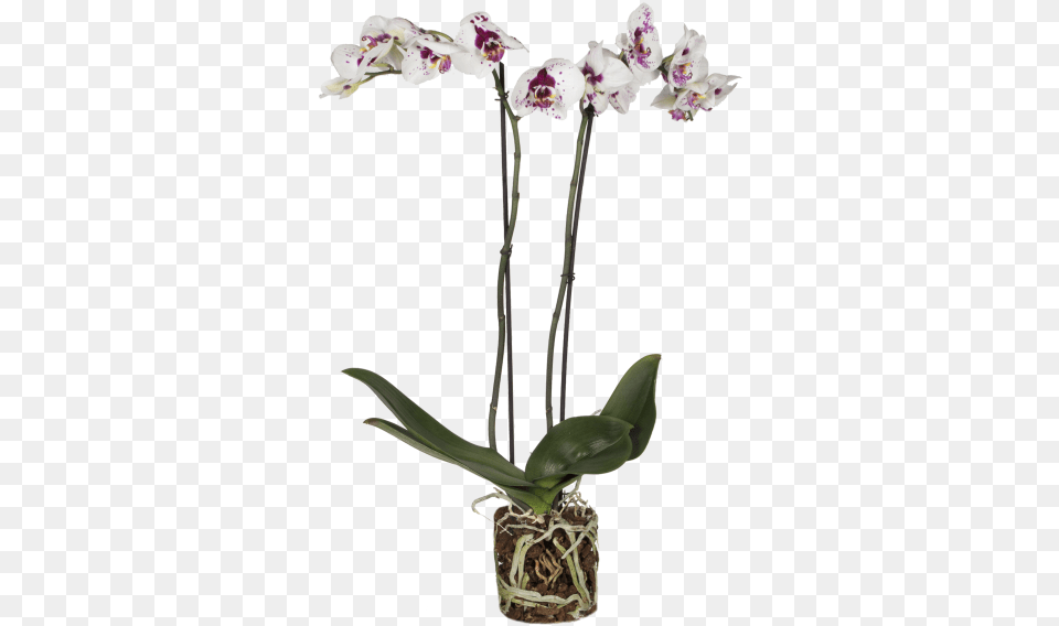 Orchid Picasso Cattleya Elongata, Flower, Flower Arrangement, Plant Free Png Download