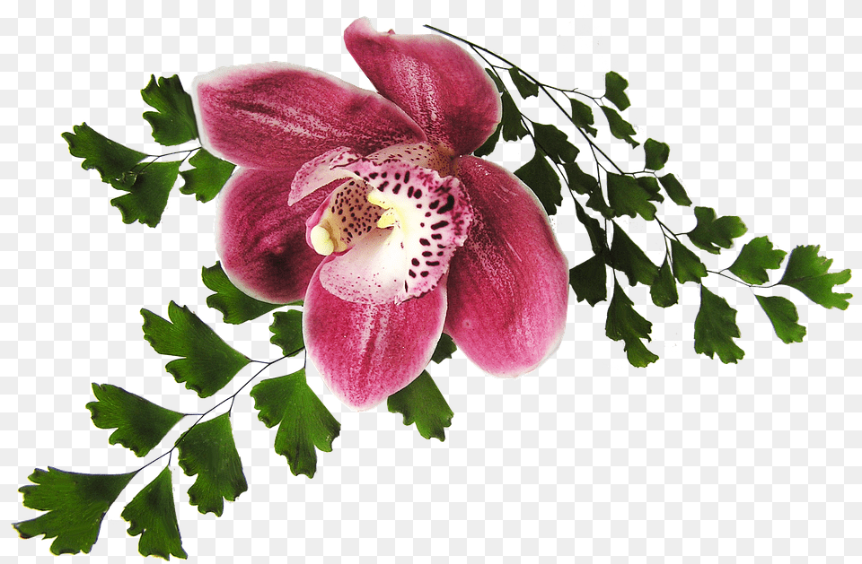 Orchid Pink With Fern, Flower, Plant, Petal Png