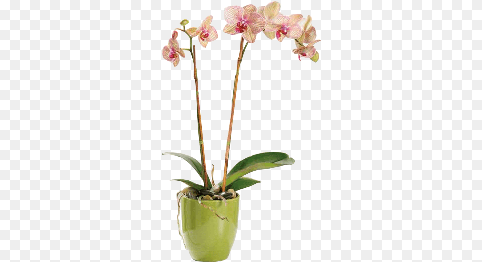 Orchid Plant, Flower, Flower Arrangement Free Png Download