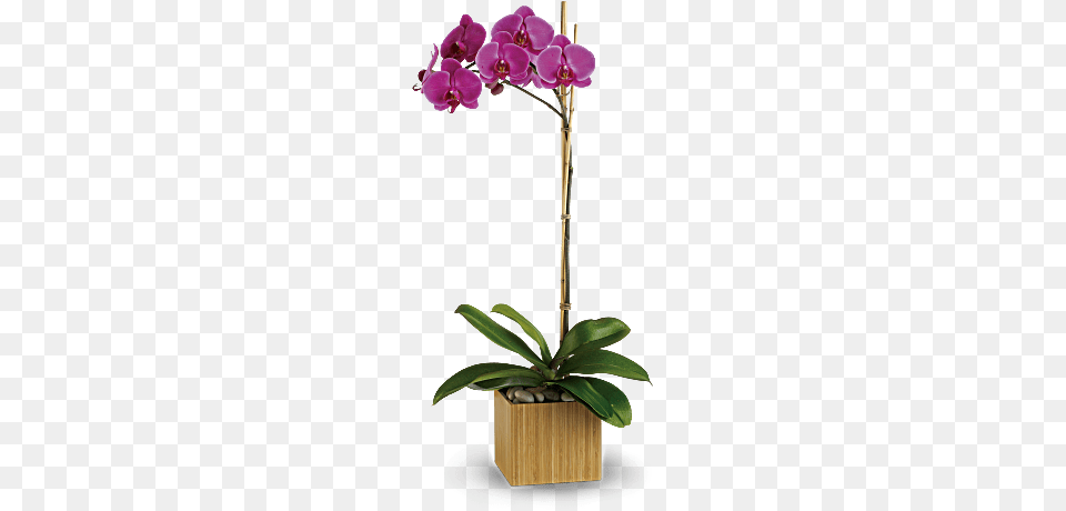 Orchid Plant Opulent Orchids, Flower, Flower Arrangement Free Png Download