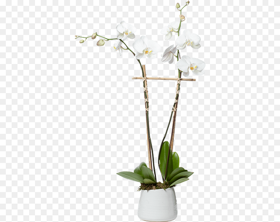 Orchid Planter, Flower, Flower Arrangement, Plant, Ikebana Png Image