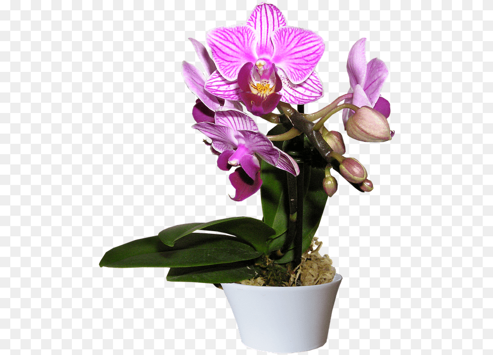 Orchid Pot Cut Out Orchid In Pot, Flower, Plant, Flower Arrangement, Geranium Free Transparent Png