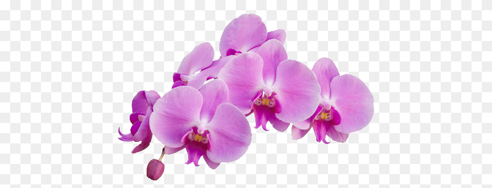 Orchid Purple, Flower, Plant Png Image