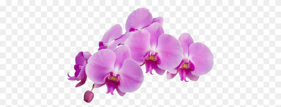 Orchid Purple Dandelions And Orchids Resilience, Flower, Plant Free Transparent Png