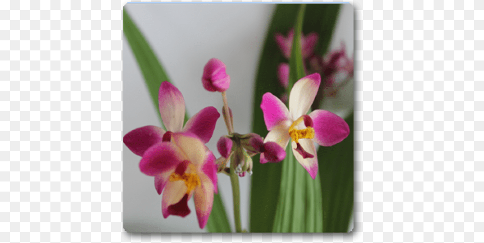 Orchid Spathoglottis Plicata Purple Moth Orchid, Flower, Geranium, Plant, Petal Free Png