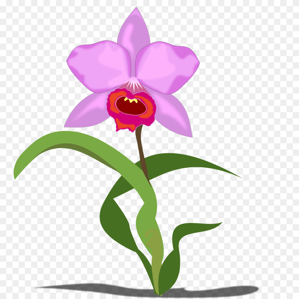 Orchid Species Clipart, Flower, Plant Free Transparent Png