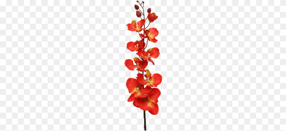 Orchid Spray Orange Orchid Red Transparent, Flower, Petal, Plant Png Image