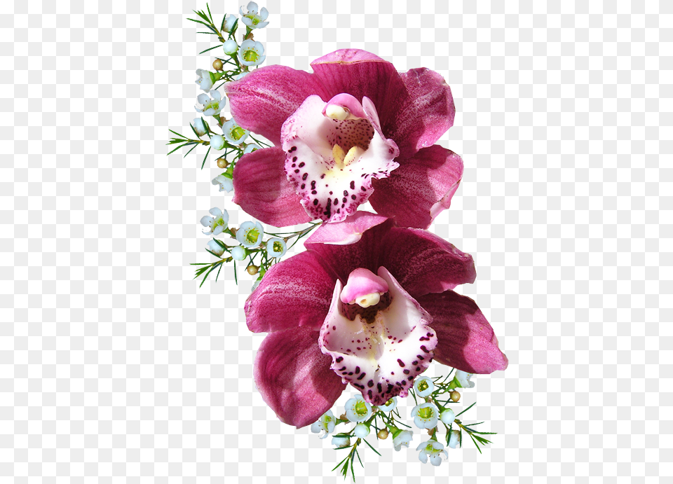 Orchid Transparent Background Orchid Clip Art, Flower, Plant, Petal, Flower Arrangement Free Png Download