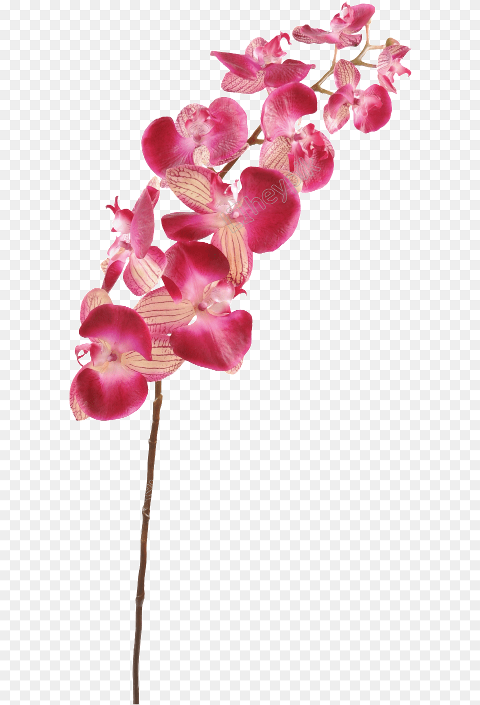 Orchid Transparent Cartoon Orchid Stems, Flower, Petal, Plant Png