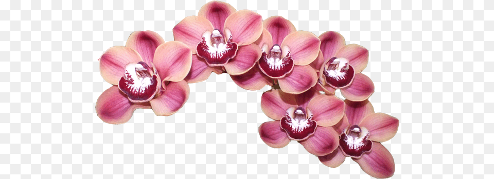 Orchid Transparent Cymbidium Clip Art Cymbidium, Flower, Plant, Petal Free Png Download