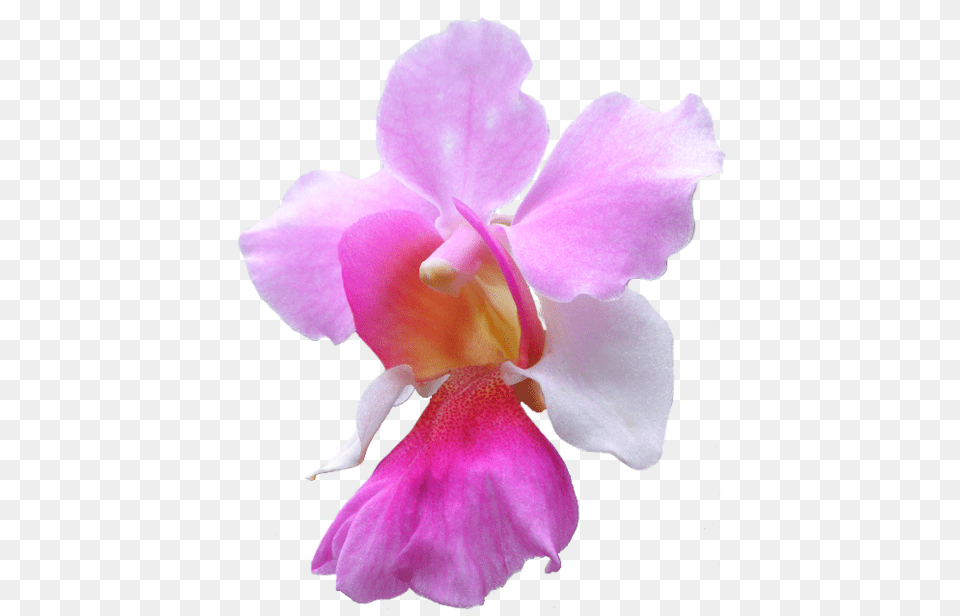 Orchid Transparent Flower National Singapore Flower Vanda Miss Joaquim, Plant, Petal, Rose Png