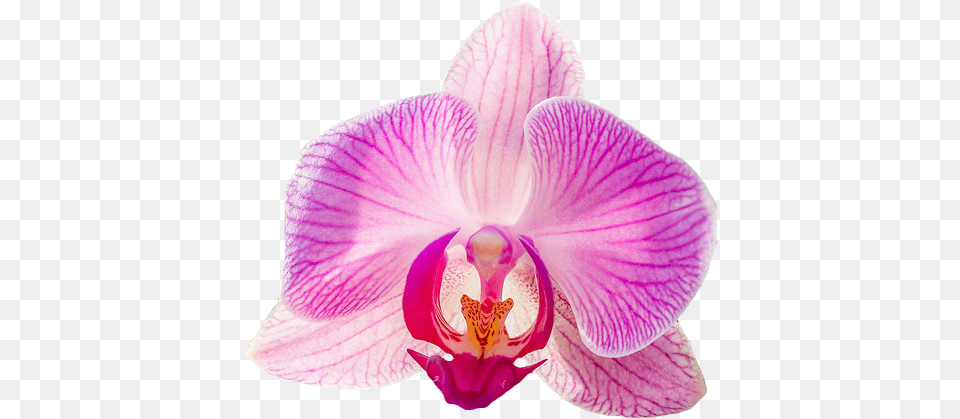 Orchid Transparent Petals Pink Orchid With Transparent Background, Flower, Plant Png Image