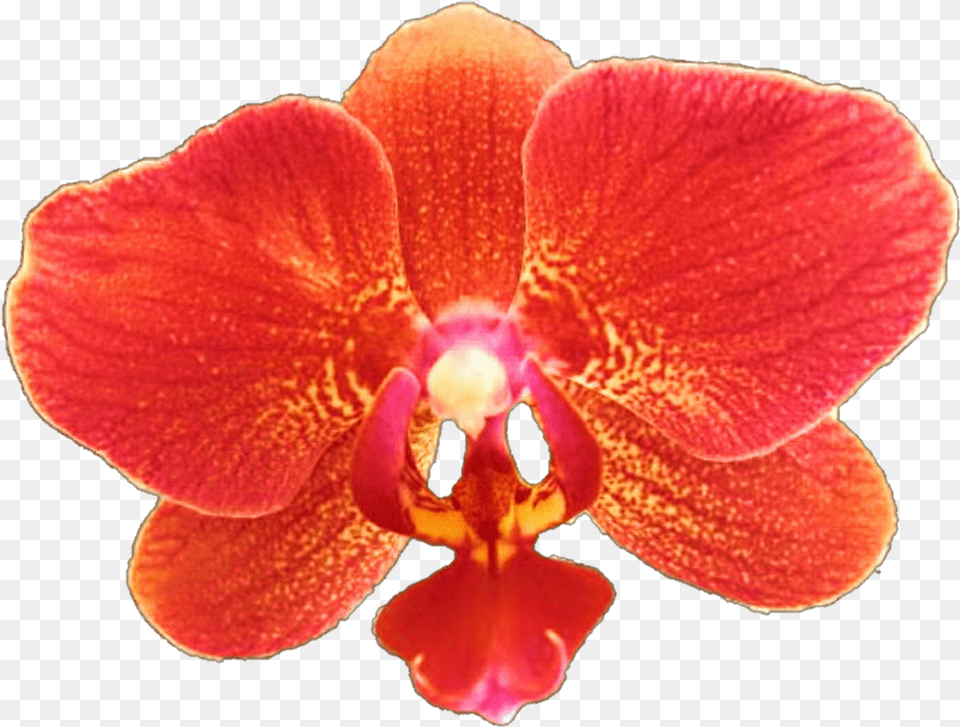 Orchid Transparent Red Red Orchids Transparent, Flower, Petal, Plant, Rose Free Png