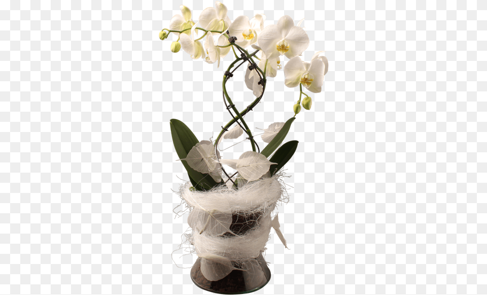 Orchid Transparent Vase Kompozycja Kwiatowa Storczyk W Doniczce, Flower, Flower Arrangement, Flower Bouquet, Plant Png Image