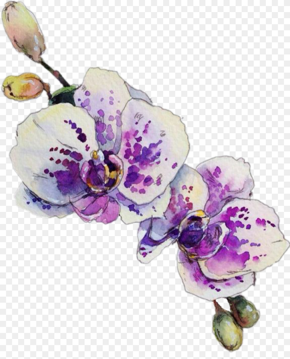 Orchid Watercolor Orchid Sketch, Flower, Plant, Petal Free Png