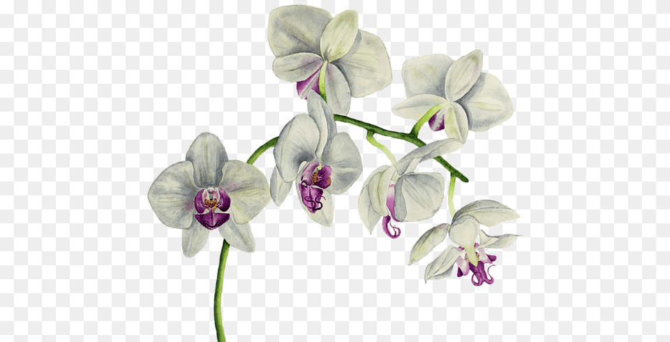 Orchid Watercolor Painting Carry All Pouch Orchid Flower Watercolor, Plant, Acanthaceae Free Transparent Png