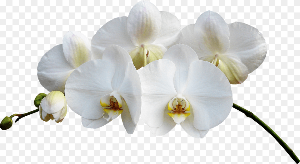 Orchide, Flower, Orchid, Plant, Rose Png
