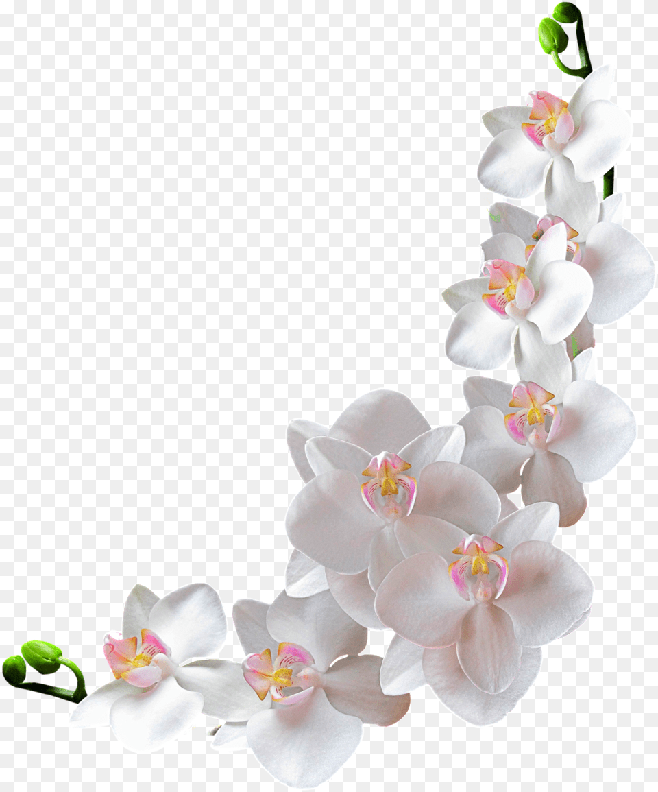 Orchide Blanche Tube Fleur White Flower Transparent Background Orchid Flowers, Plant Png Image