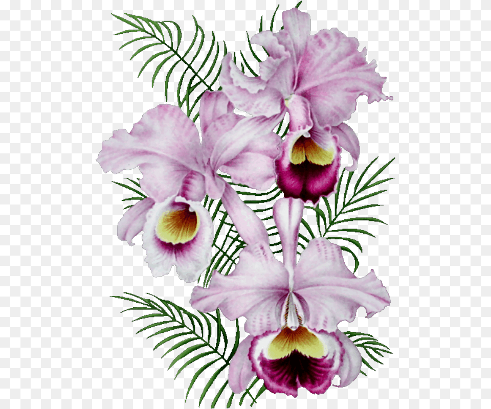 Orchide Gif, Flower, Plant, Orchid, Petal Free Png