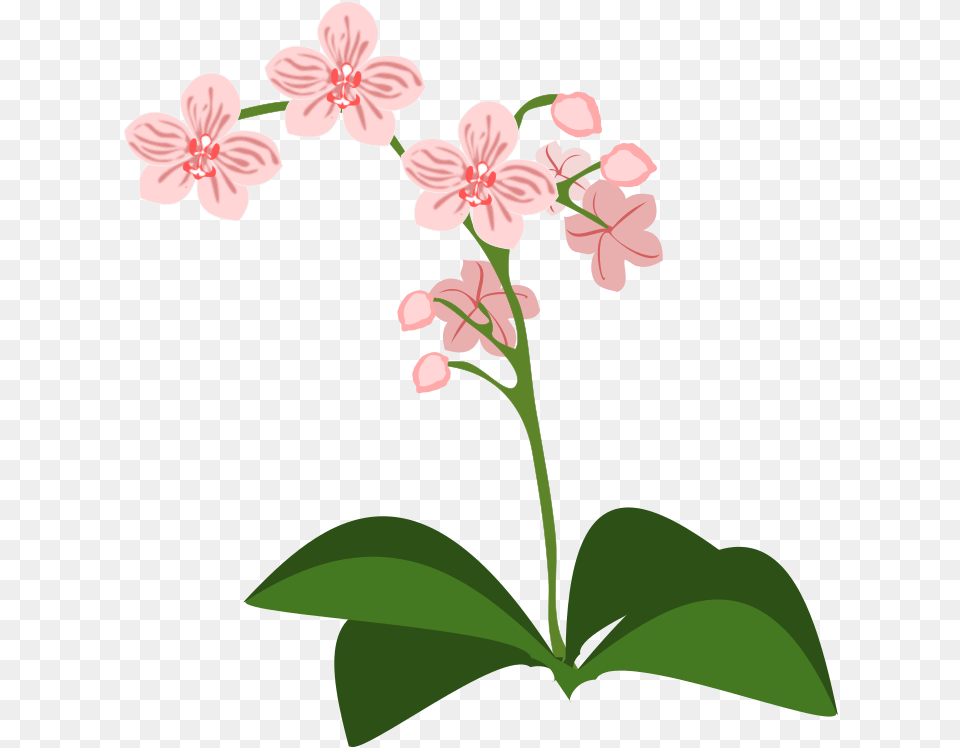 Orchidee Clipart, Flower, Geranium, Plant Free Transparent Png