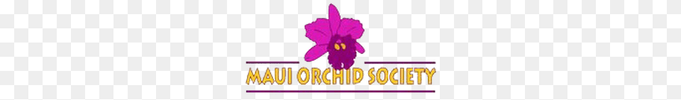 Orchidland Maui Fair, Flower, Plant, Purple Png Image