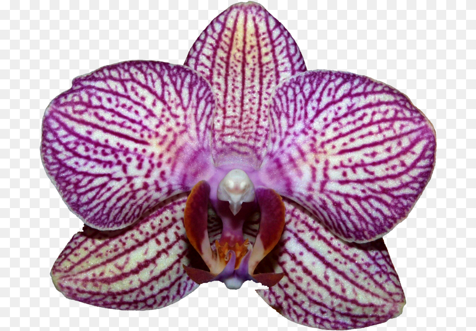 Orchids, Flower, Orchid, Plant Free Transparent Png