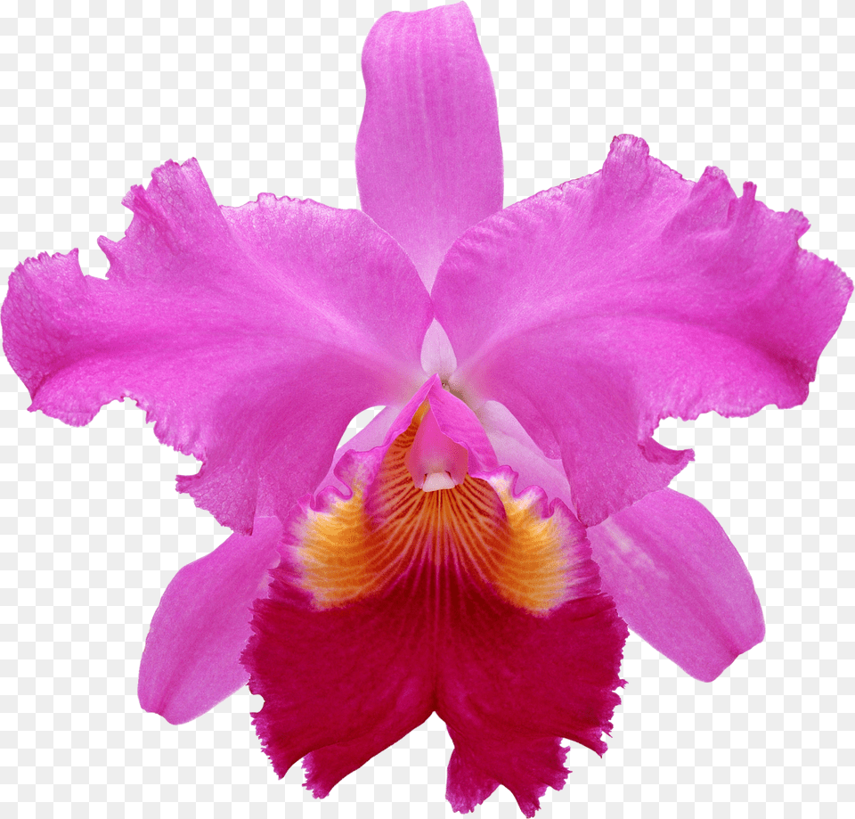 Orchids, Flower, Orchid, Plant, Rose Free Png Download