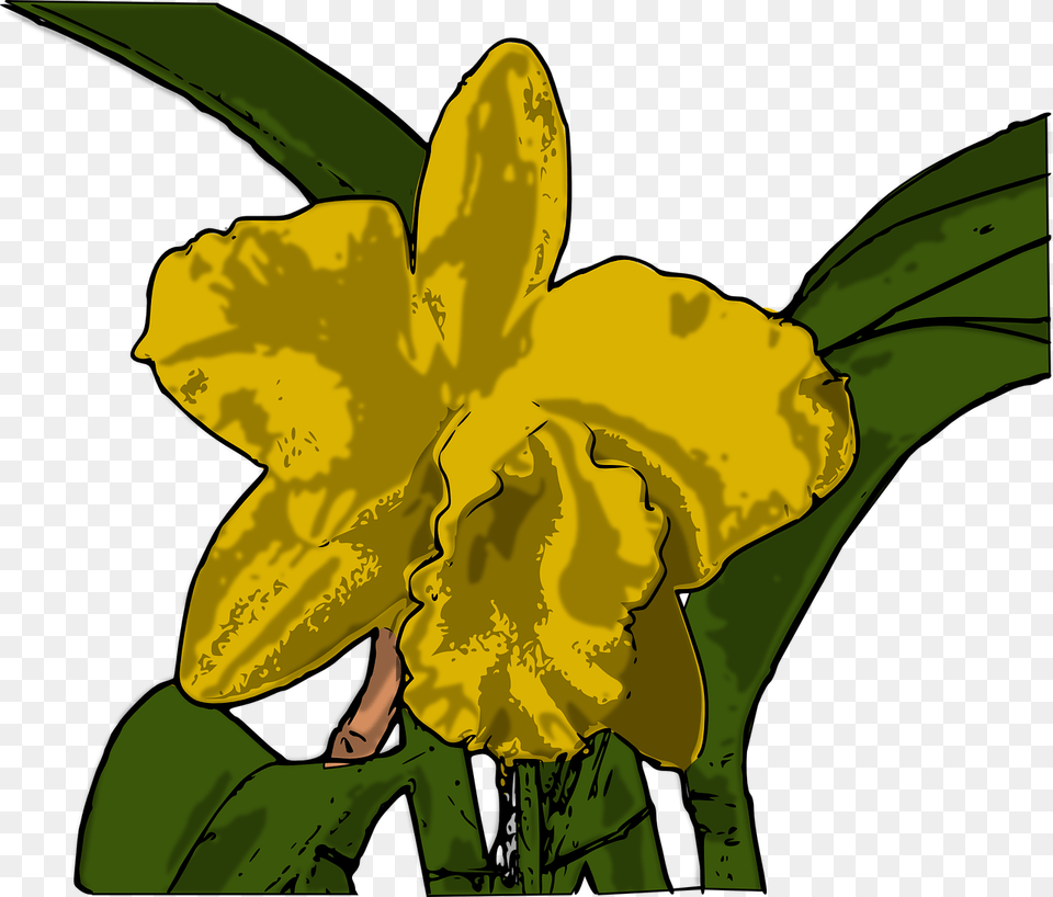 Orchids, Daffodil, Flower, Plant, Person Png Image