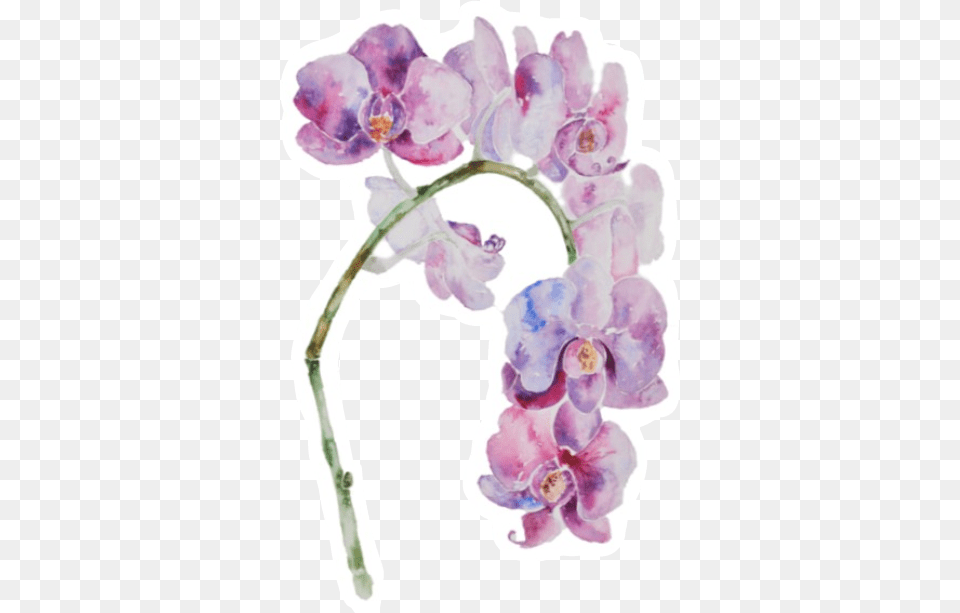 Orchids, Flower, Orchid, Plant Free Png